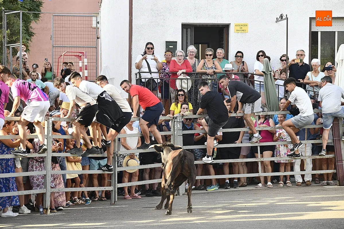 Vaquillas en Agallas durant las fiestas del Cristo del Buen Suceso/ Fotos: Adrián M.Pastor