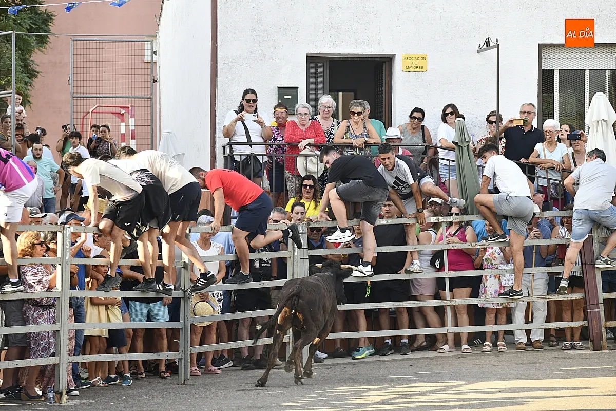 Vaquillas en Agallas durant las fiestas del Cristo del Buen Suceso/ Fotos: Adrián M.Pastor