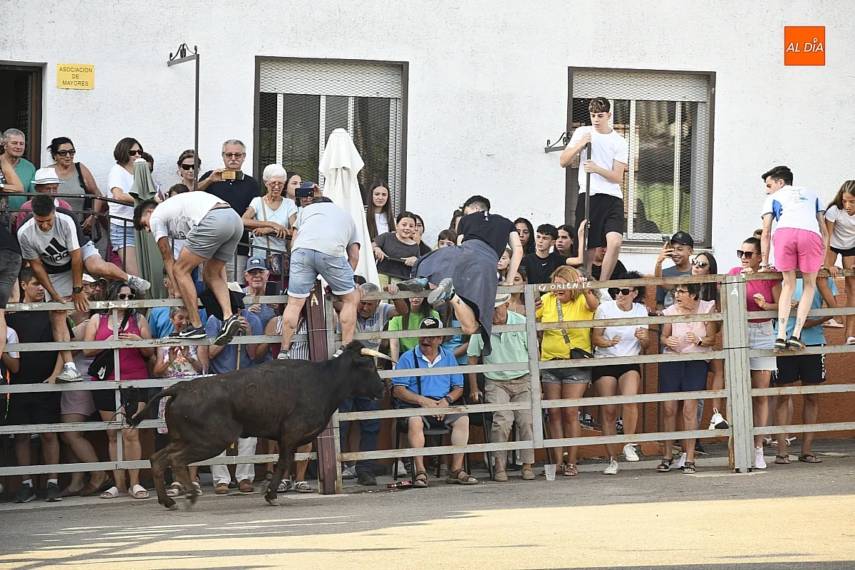 Vaquillas en Agallas durant las fiestas del Cristo del Buen Suceso/ Fotos: Adrián M.Pastor