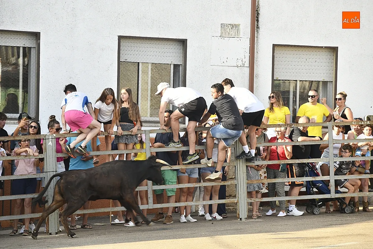 Vaquillas en Agallas durant las fiestas del Cristo del Buen Suceso/ Fotos: Adrián M.Pastor