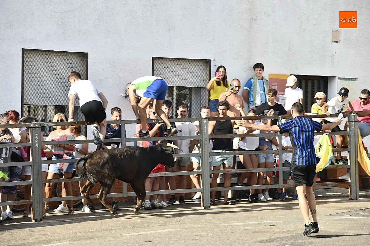 Vaquillas en Agallas durant las fiestas del Cristo del Buen Suceso/ Fotos: Adrián M.Pastor