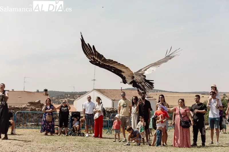 Foto 5 - Espect&aacute;culo de cetrer&iacute;a medieval en el Castillo de los Duques de Alba