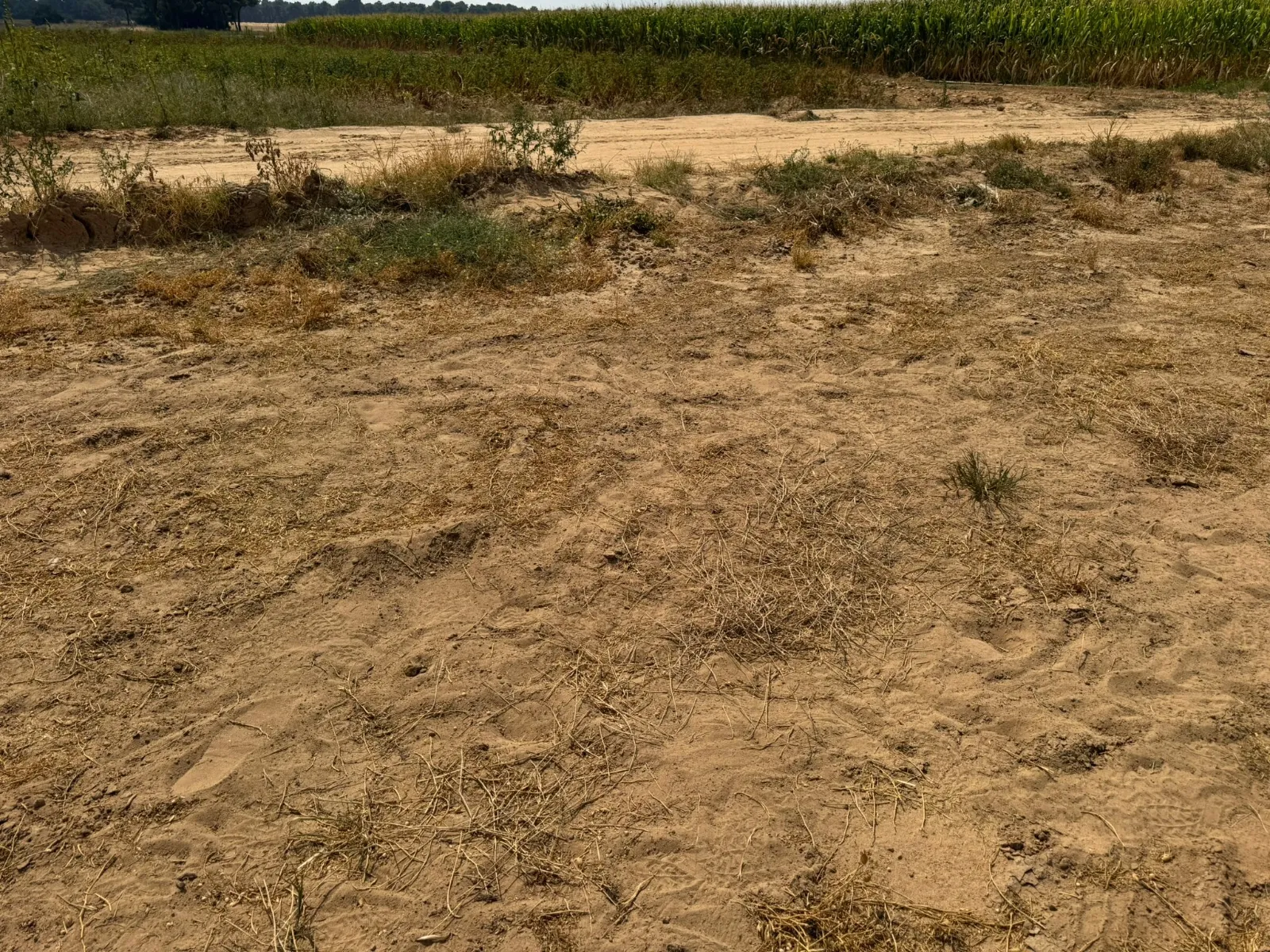 Foto 3 - El Gobierno de Cantalpino explica que el uso de un cohete de aviso en el encierro de campo &ldquo;no ha tenido peligro alguno&rdquo;