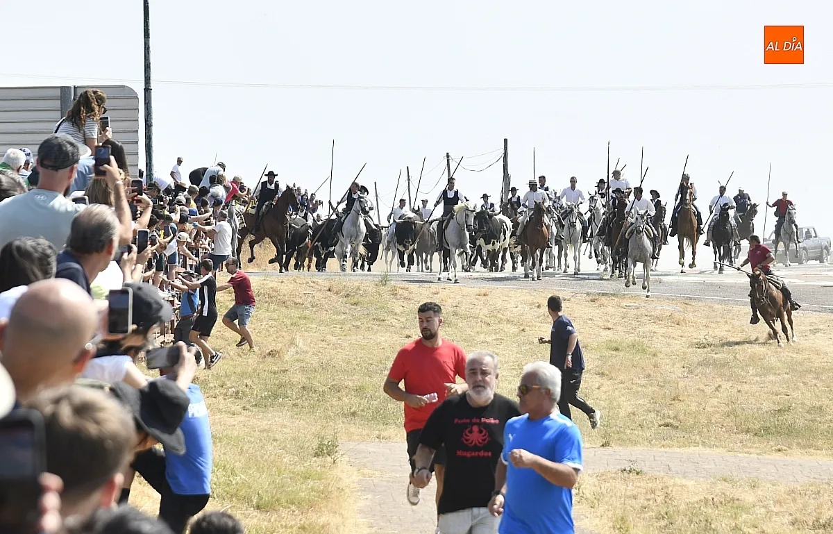 Foto 2 - R&aacute;pido y limpio primer encierro de las fiestas de Fuenteguinaldo