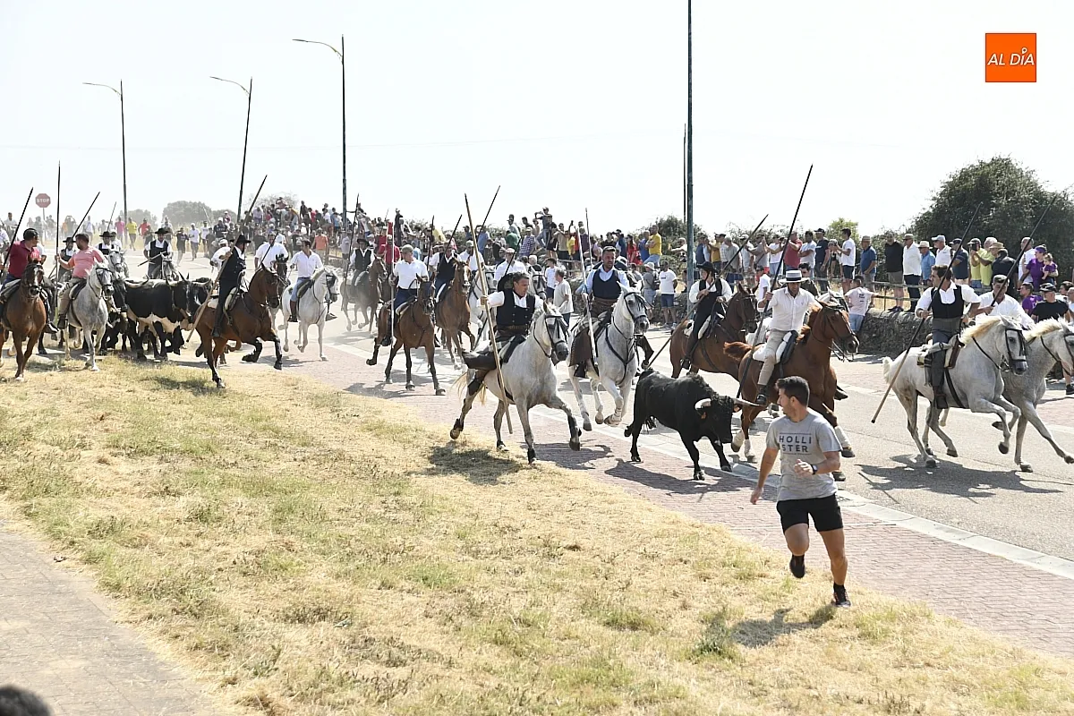 Foto 10 - R&aacute;pido y limpio primer encierro de las fiestas de Fuenteguinaldo