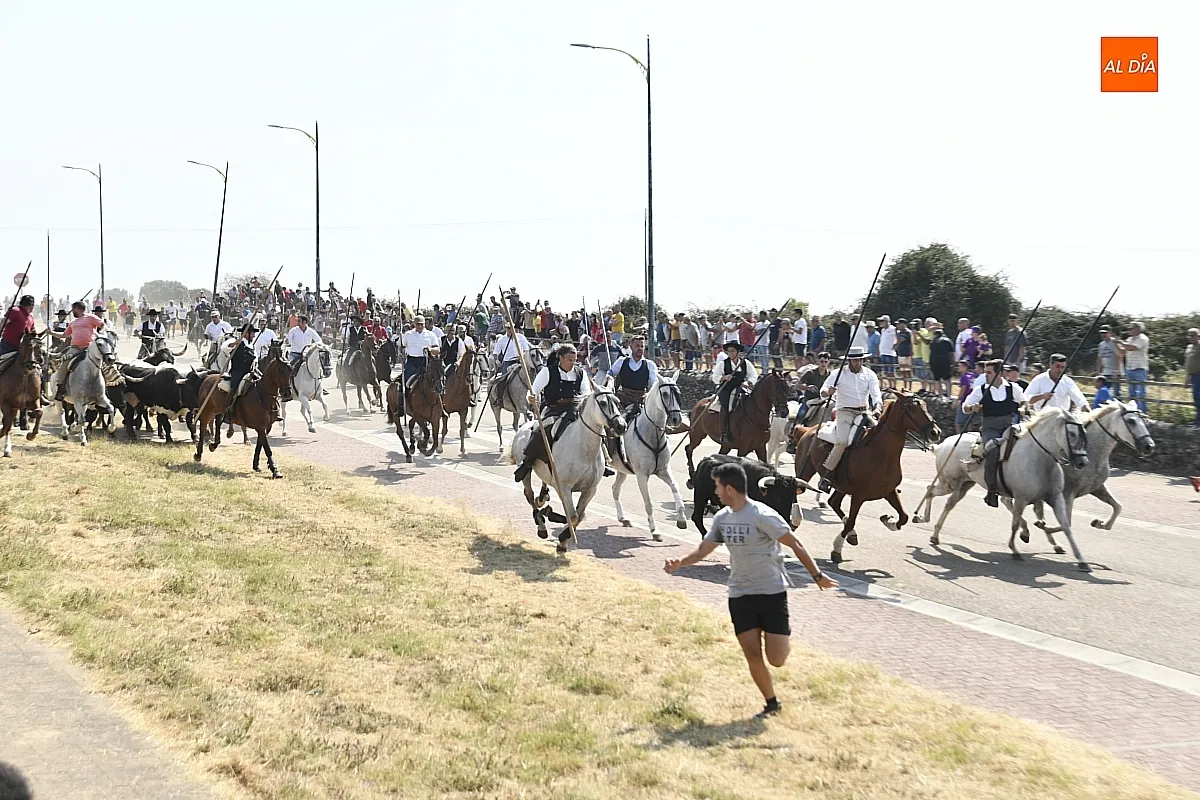 Foto 11 - R&aacute;pido y limpio primer encierro de las fiestas de Fuenteguinaldo
