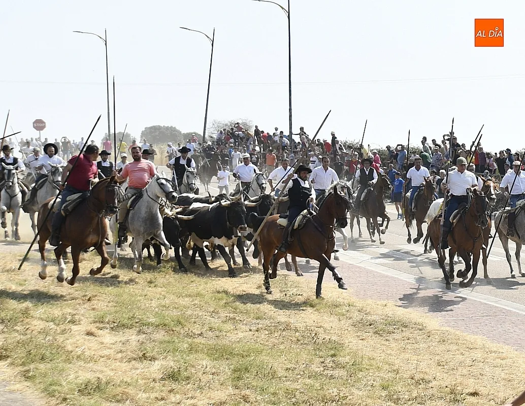 Foto 12 - R&aacute;pido y limpio primer encierro de las fiestas de Fuenteguinaldo