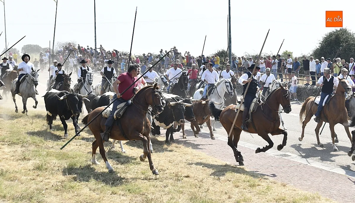 Foto 15 - R&aacute;pido y limpio primer encierro de las fiestas de Fuenteguinaldo