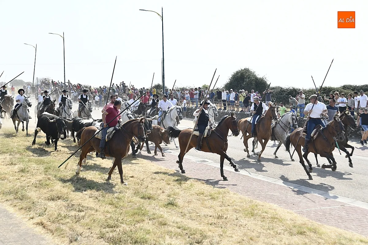 Foto 16 - R&aacute;pido y limpio primer encierro de las fiestas de Fuenteguinaldo