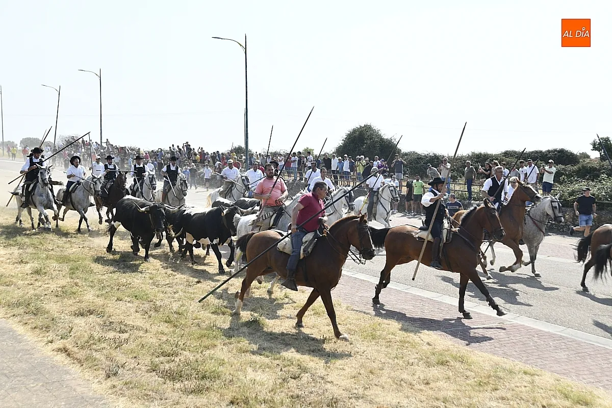 Foto 17 - R&aacute;pido y limpio primer encierro de las fiestas de Fuenteguinaldo