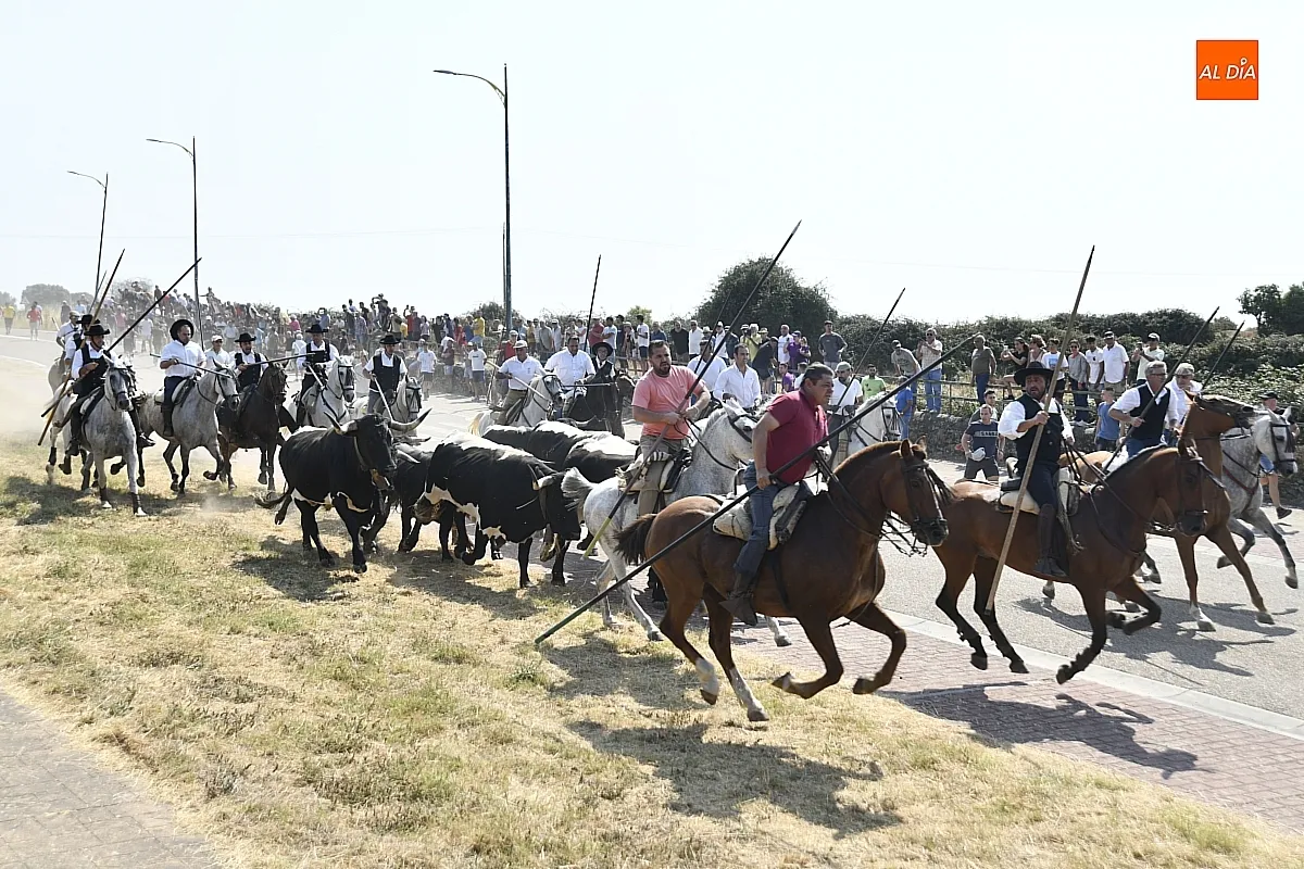 Foto 18 - R&aacute;pido y limpio primer encierro de las fiestas de Fuenteguinaldo
