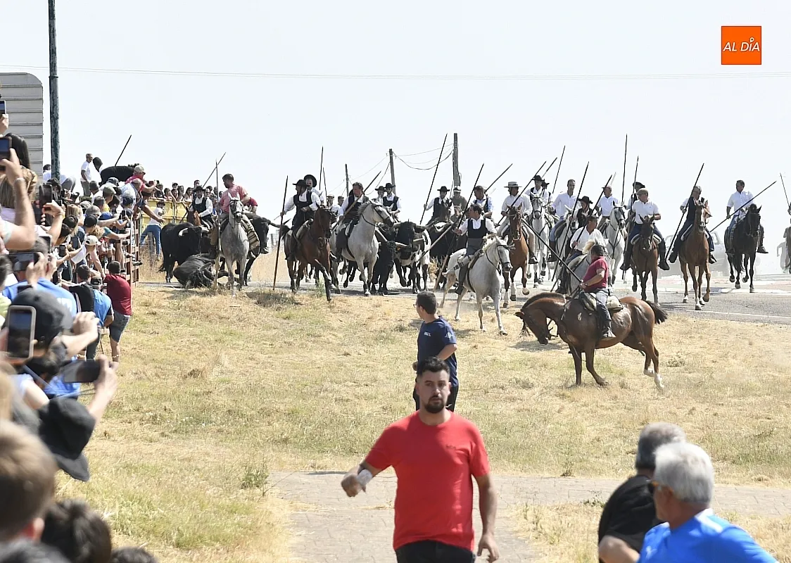 Foto 3 - R&aacute;pido y limpio primer encierro de las fiestas de Fuenteguinaldo