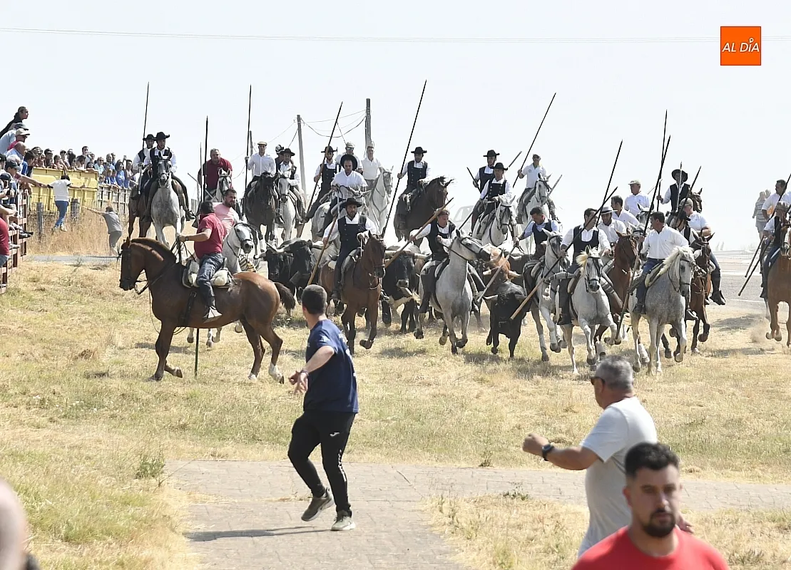 Foto 4 - R&aacute;pido y limpio primer encierro de las fiestas de Fuenteguinaldo