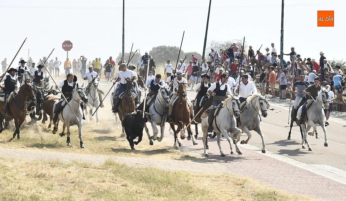 Foto 6 - R&aacute;pido y limpio primer encierro de las fiestas de Fuenteguinaldo