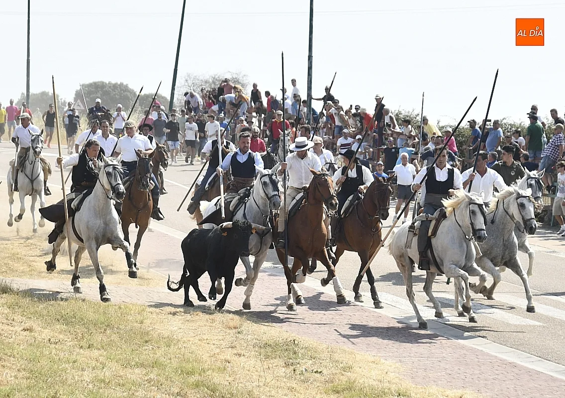 Foto 7 - R&aacute;pido y limpio primer encierro de las fiestas de Fuenteguinaldo