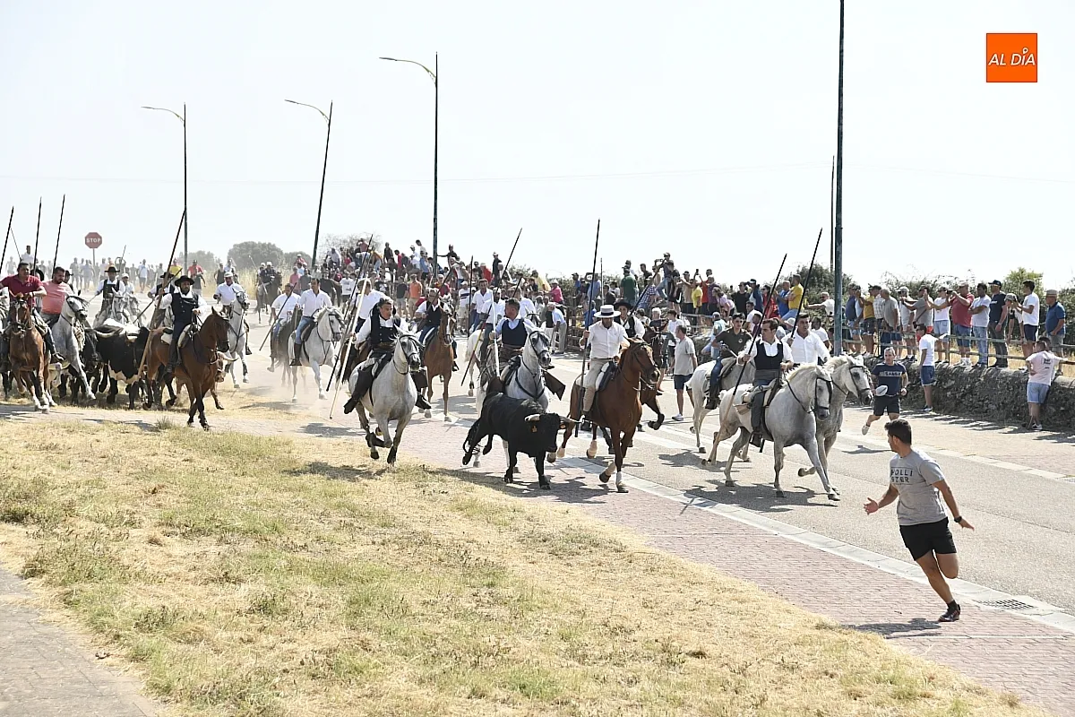 Foto 8 - R&aacute;pido y limpio primer encierro de las fiestas de Fuenteguinaldo