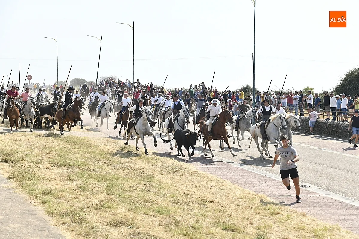 Foto 9 - R&aacute;pido y limpio primer encierro de las fiestas de Fuenteguinaldo