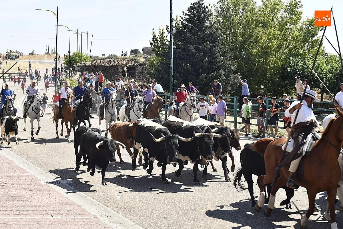 Encierro a caballo del lunes en Fuenteguinaldo/ Fotos: Adrián M.Pastor