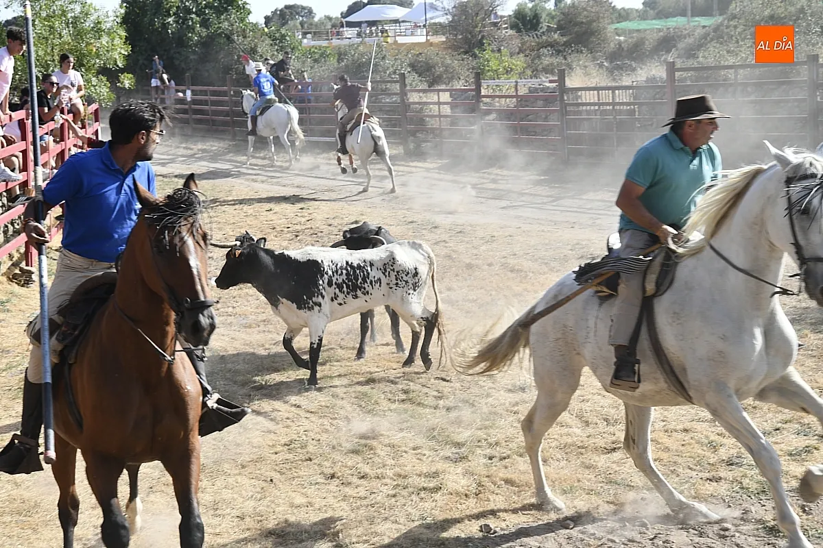 Encierro a Caballo en Fuentes de Oñoro/ Fotos: Adrián M.Pastor