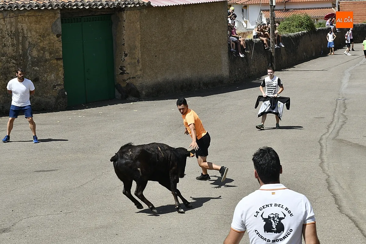 Encierro urbano en las fiestas de San Lorenzo 25 de El Bodón/ Fotos: Adrián M.Pastor