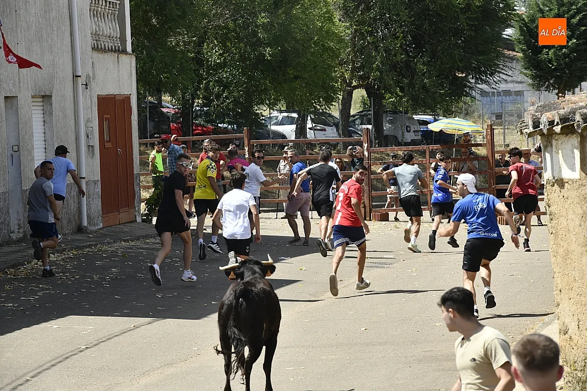 Encierro urbano en las fiestas de San Lorenzo 25 de El Bodón/ Fotos: Adrián M.Pastor