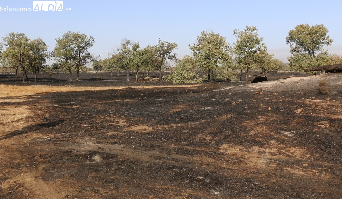 Ayudas incendios: UPA denuncia la exclusión de Yeltes