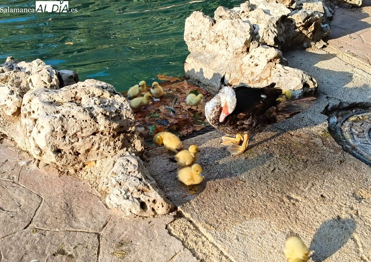 Nuevos patitos en el estanque de la Alamedilla de Salamanca