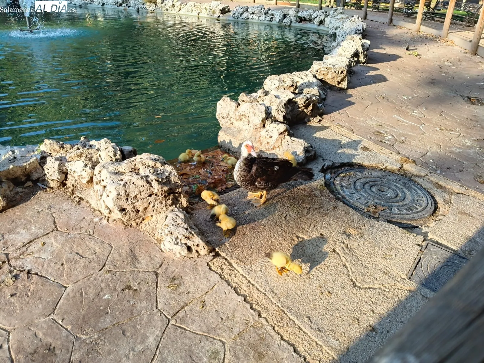 Nuevos patitos en la Alamedilla