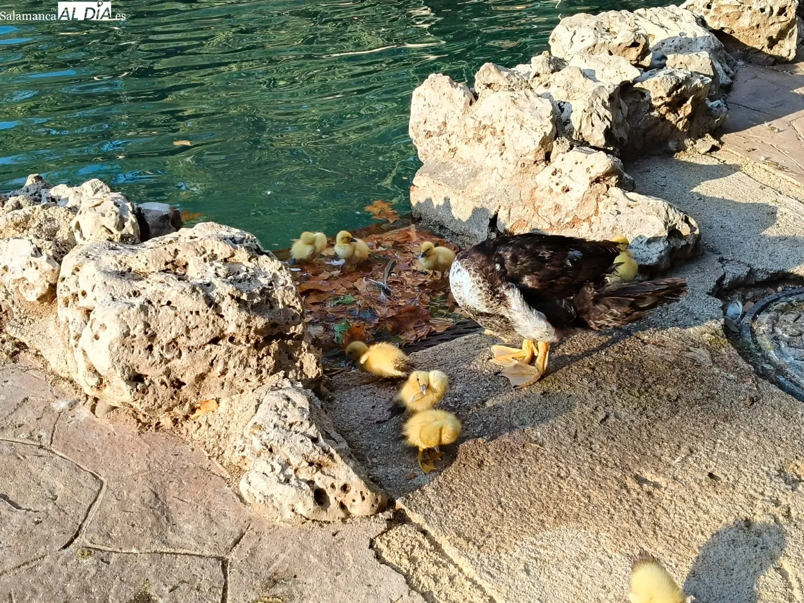 Nuevos patitos en la Alamedilla