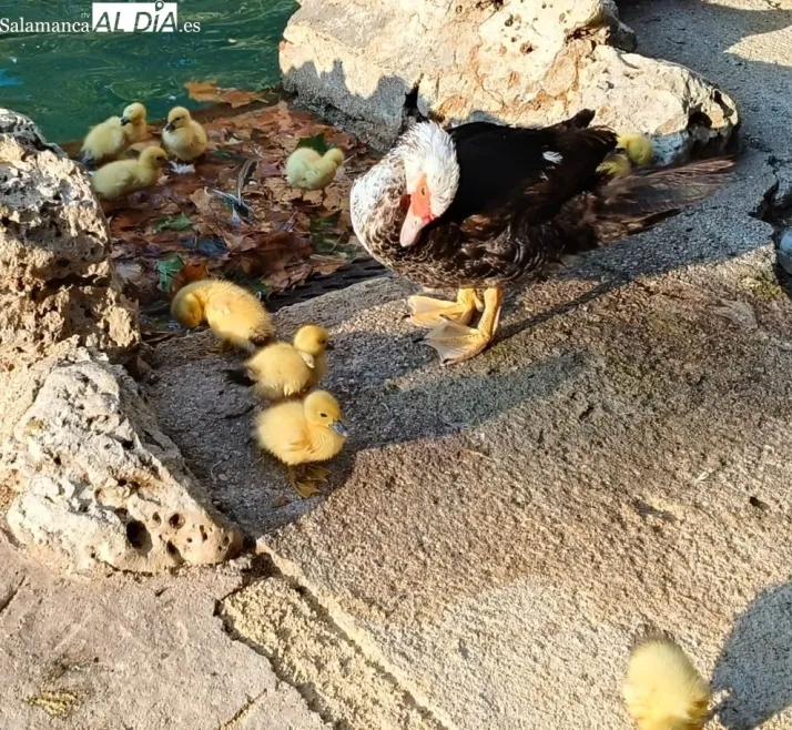 La nueva atracción en el estanque de la Alamedilla: nueve patitos junto a su mamá | Imagen 2
