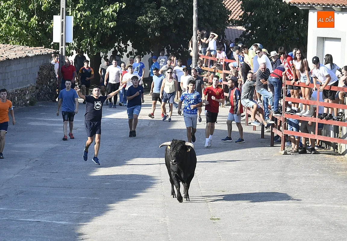 Toro del Cajón en Villar de la Yegua / Fotos: Adrián M.Pastor