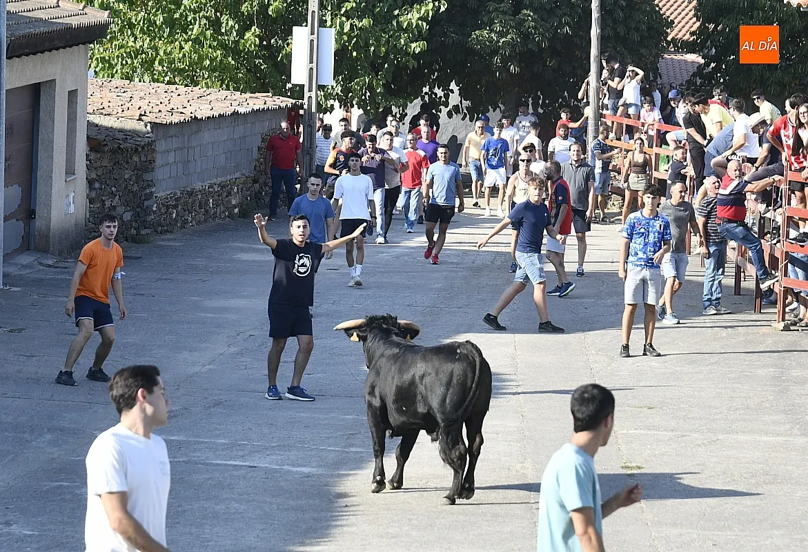 Toro del Cajón en Villar de la Yegua / Fotos: Adrián M.Pastor
