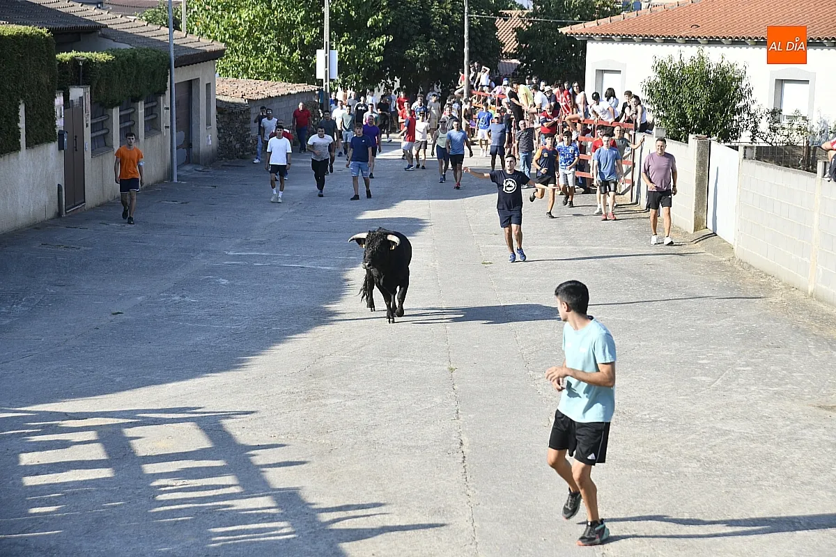 Toro del Cajón en Villar de la Yegua / Fotos: Adrián M.Pastor