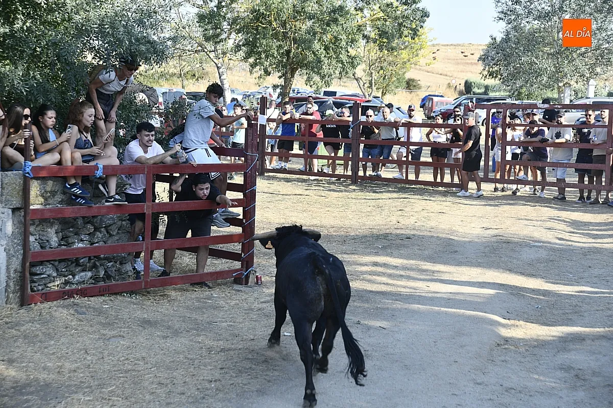 Toro del Cajón en Villar de la Yegua / Fotos: Adrián M.Pastor