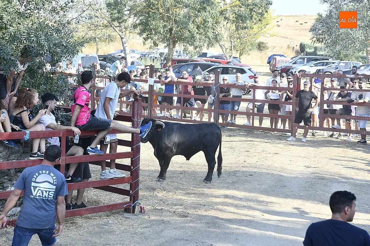 Toro del Cajón en Villar de la Yegua / Fotos: Adrián M.Pastor