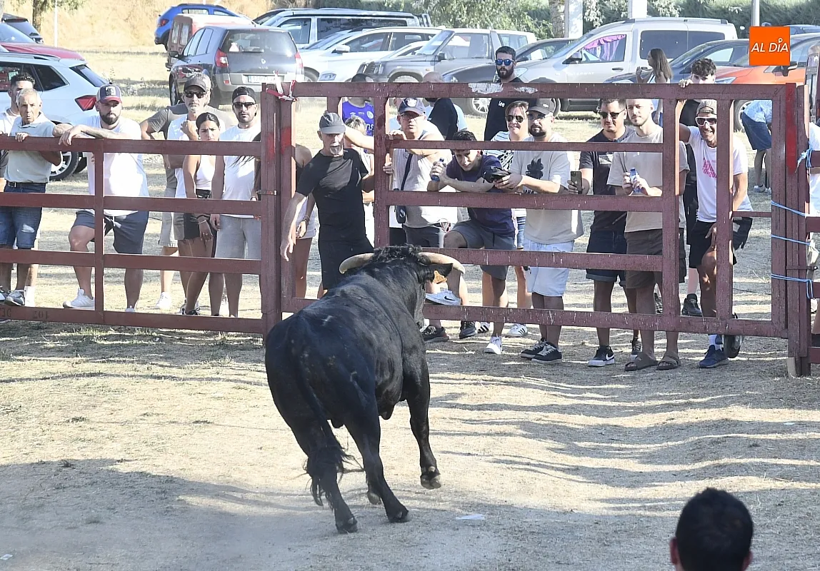 Toro del Cajón en Villar de la Yegua / Fotos: Adrián M.Pastor