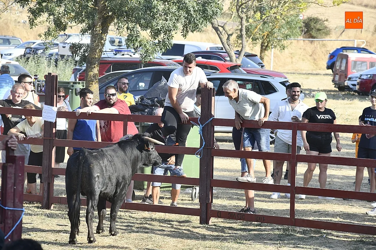 Toro del Cajón en Villar de la Yegua / Fotos: Adrián M.Pastor
