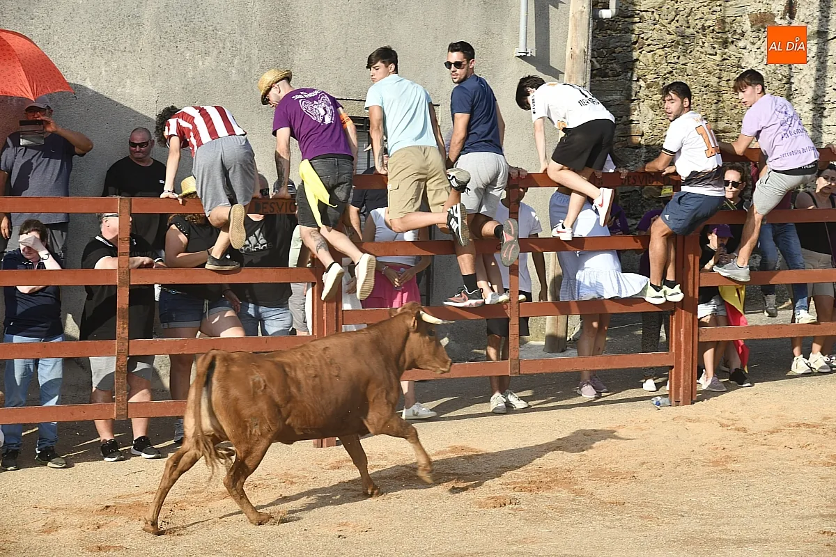 Vaquillas en la Atalaya en sus fiestas de verano/ Fotos: Adrián M.Pastor