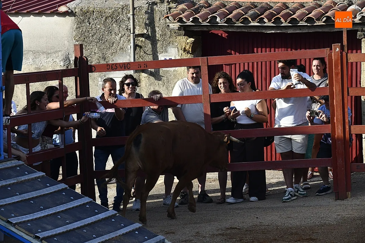 Vaquillas en la Atalaya en sus fiestas de verano/ Fotos: Adrián M.Pastor