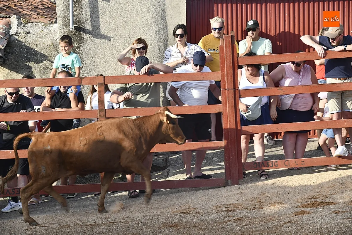 Vaquillas en la Atalaya en sus fiestas de verano/ Fotos: Adrián M.Pastor