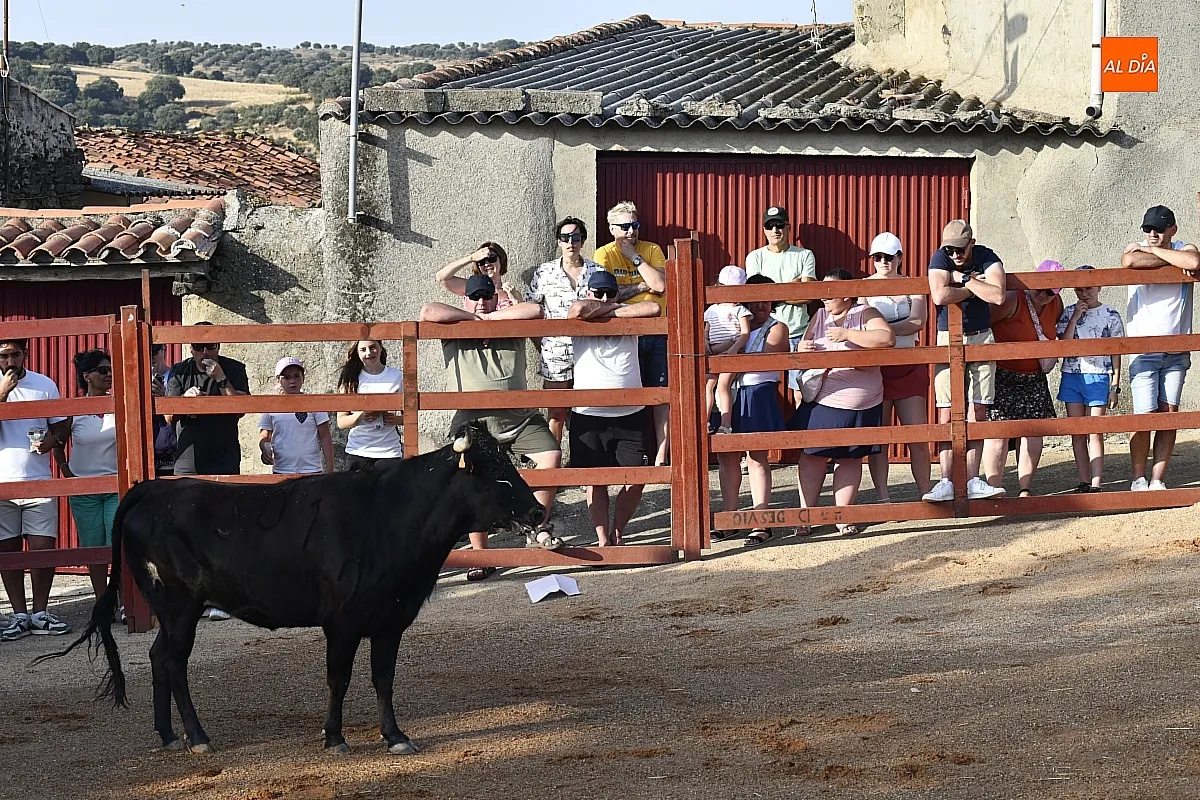 Vaquillas en la Atalaya en sus fiestas de verano/ Fotos: Adrián M.Pastor