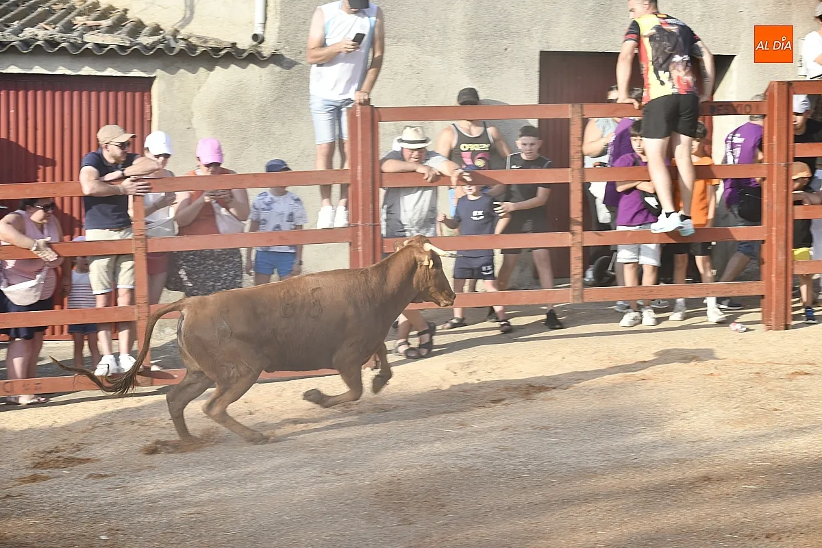 Vaquillas en la Atalaya en sus fiestas de verano/ Fotos: Adrián M.Pastor