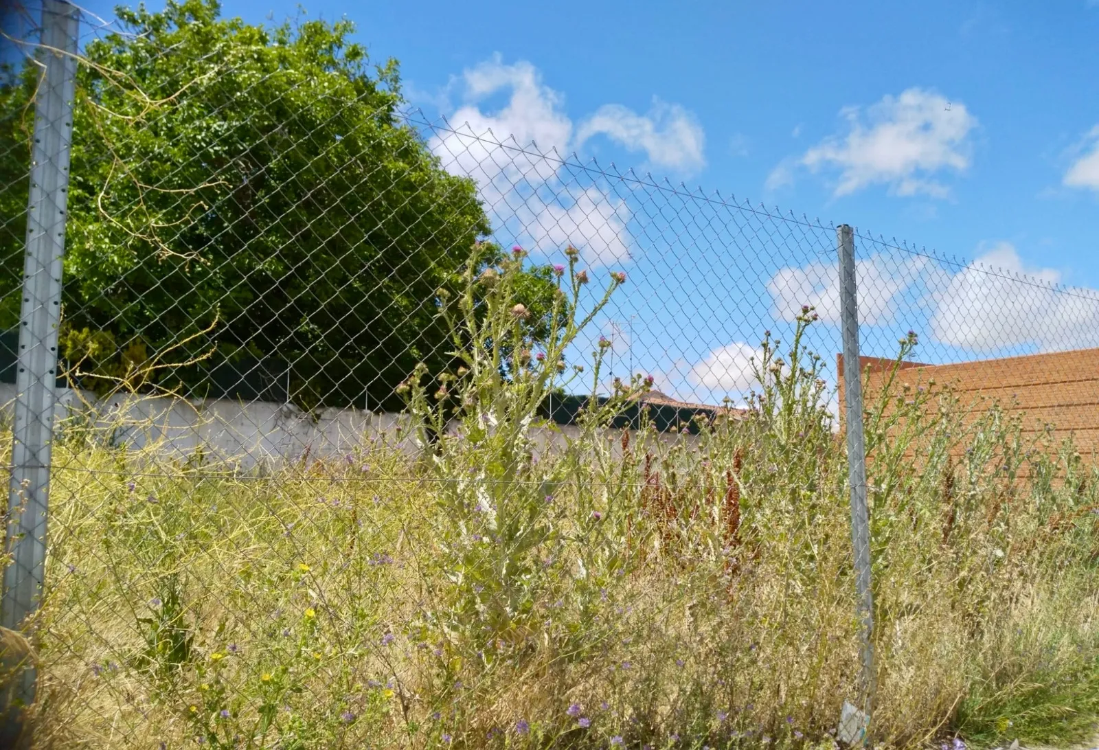 Foto 4 - Pe&ntilde;aranda en Com&uacute;n reclama una vez m&aacute;s "mano dura" contra los propietarios que no limpien sus solares