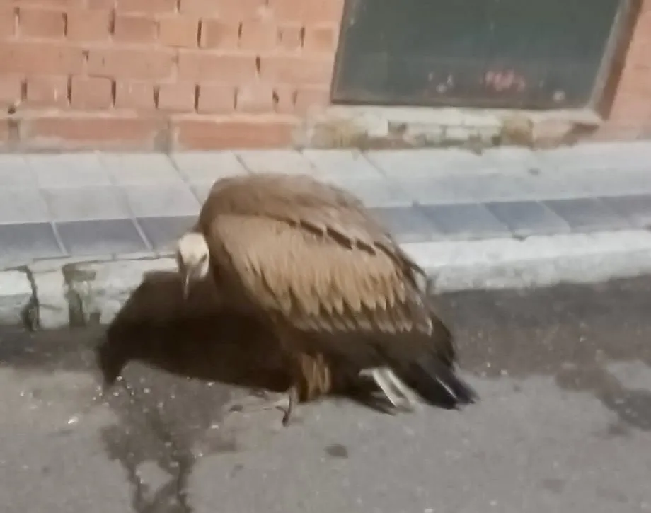 Foto 3 - Sorpresa en pleno centro de Pe&ntilde;aranda con la aparici&oacute;n de un buitre en mitad de la calle