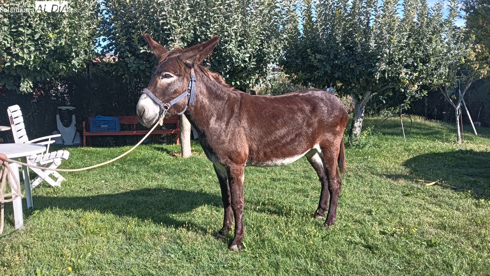 Sofía, la última burra de La Aldehuela que vive en Salamanca