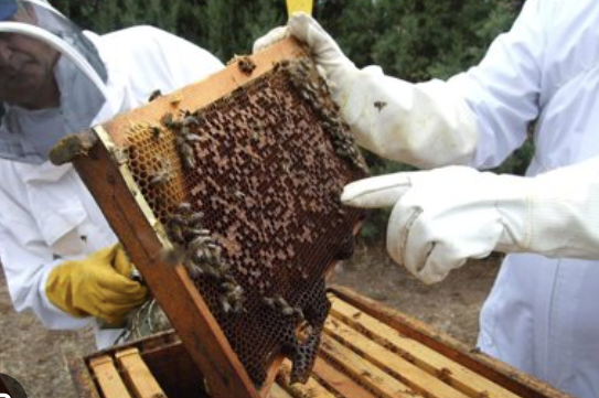 COAG denuncia la crítica situación de los apicultores por la presión del abejaruco y la falta de apoyo institucional