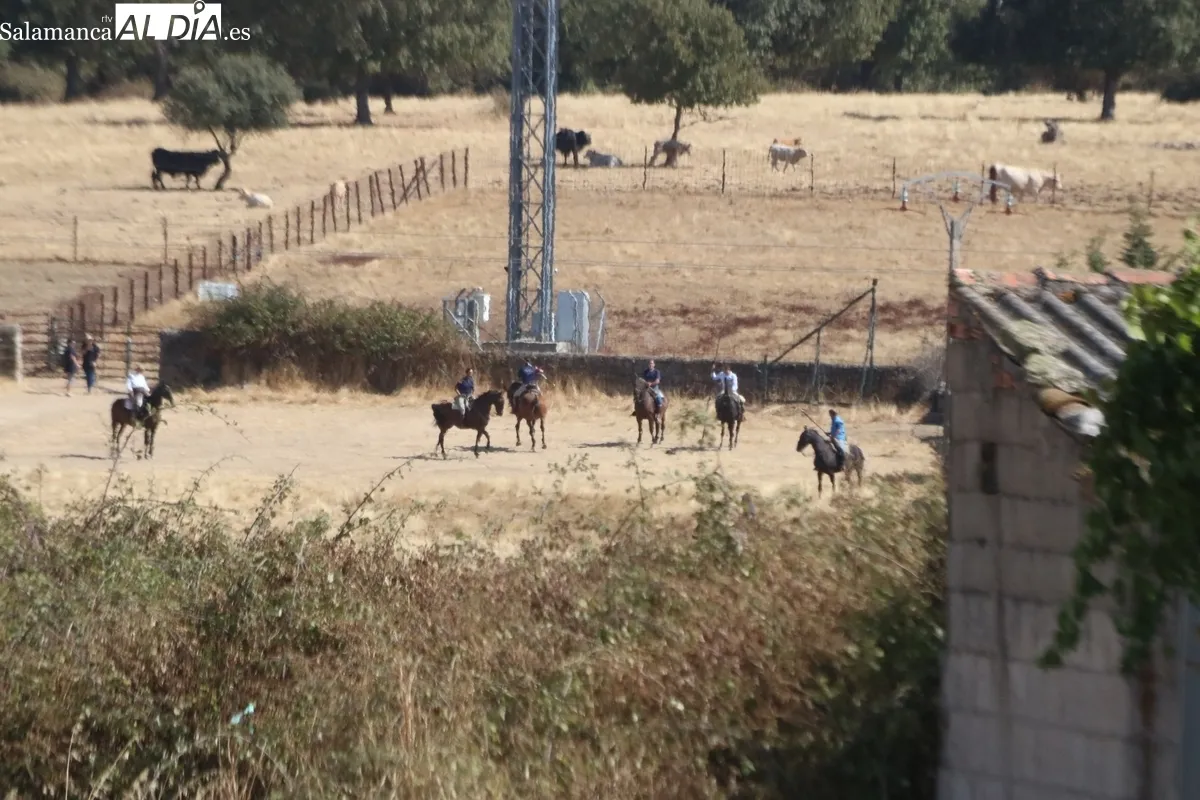 Bonito encierro a caballo en Bañobárez con novillos de Martín Cillero / CORRAL