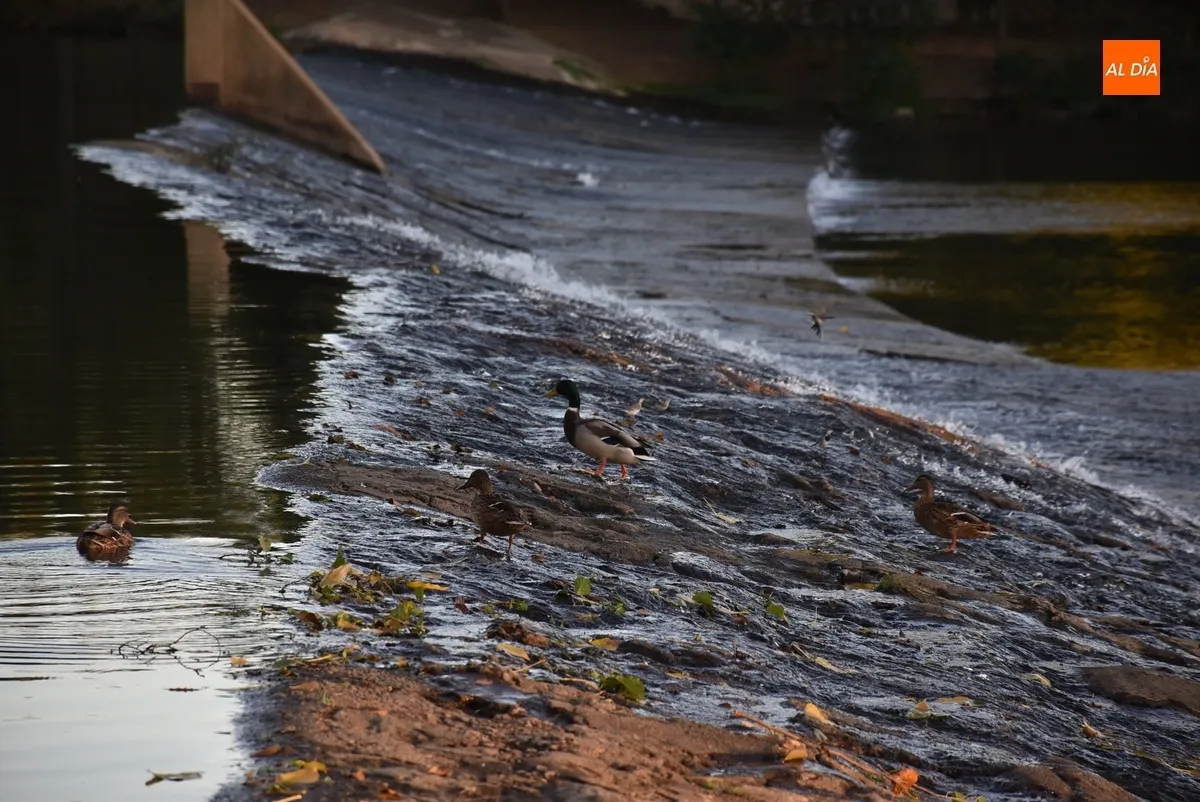 Foto 7 - El verano dice adi&oacute;s con varios mirobrigenses apur&aacute;ndolo a orillas del r&iacute;o