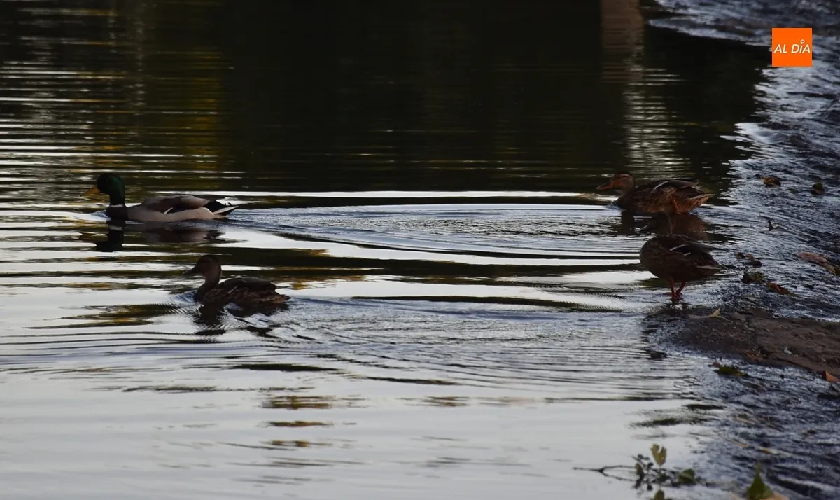 Foto 8 - El verano dice adi&oacute;s con varios mirobrigenses apur&aacute;ndolo a orillas del r&iacute;o