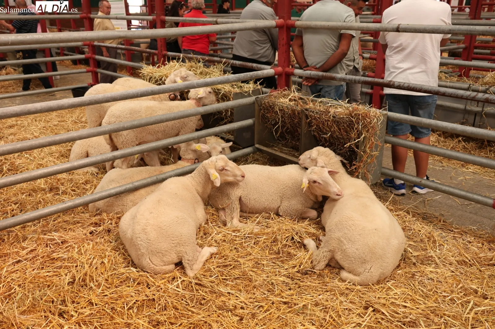 El mejor ambiente este viernes en la segunda jornada de Salamaq. Fotos de David Sañudo